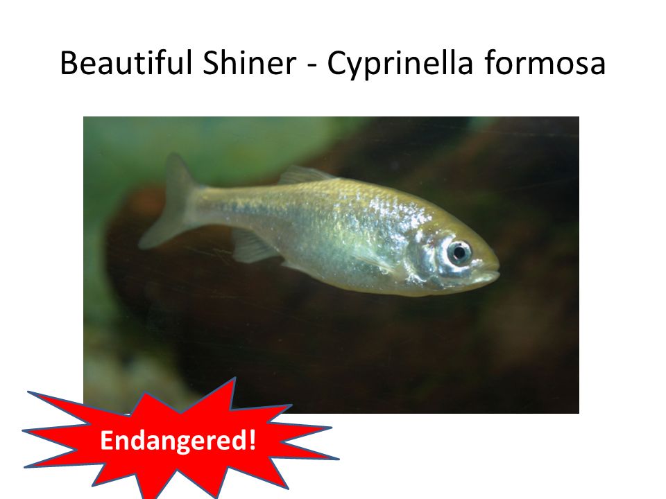 Beautiful Shiner - Cyprinella formosa Endangered!