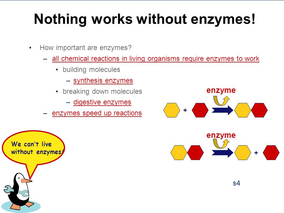 Enzymes and life processes what are enzymes made of