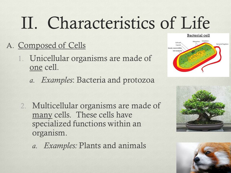 Characteristics Of Life A Composed Of Cells 1 Characteristics Of Life A Composed Of Cells 1