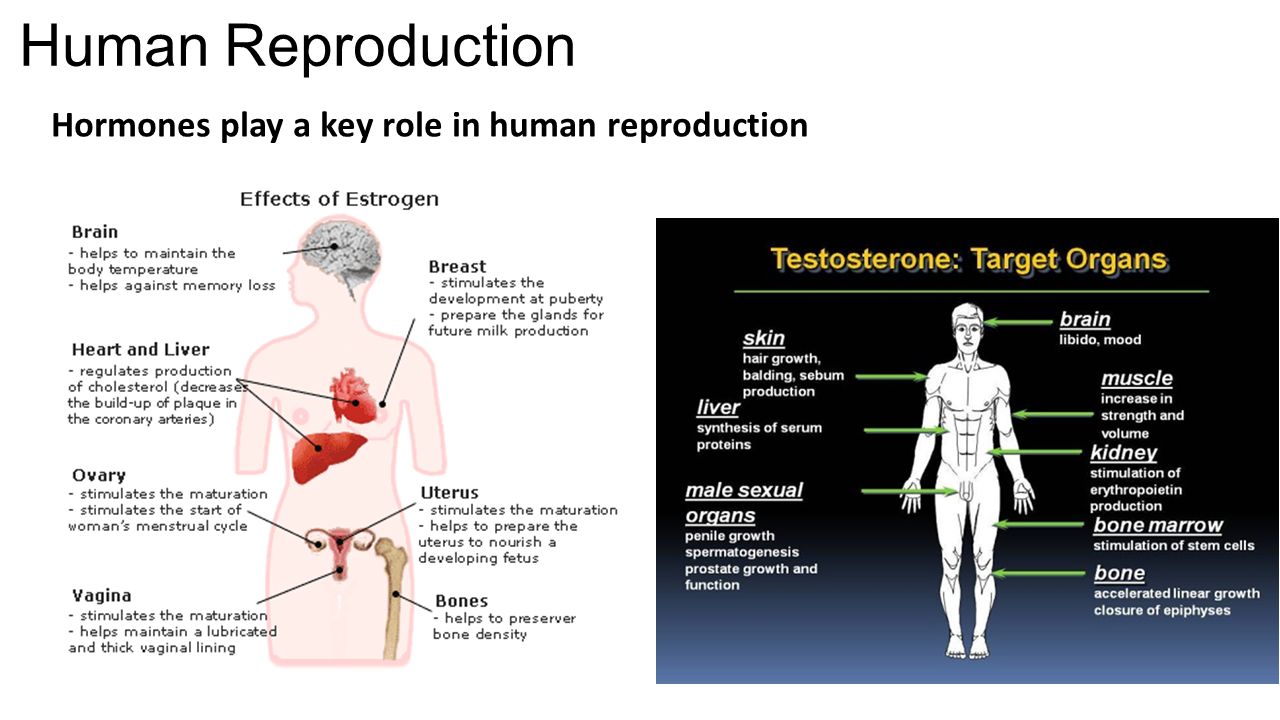 Male hormone in the female body Male hormone in the female body
