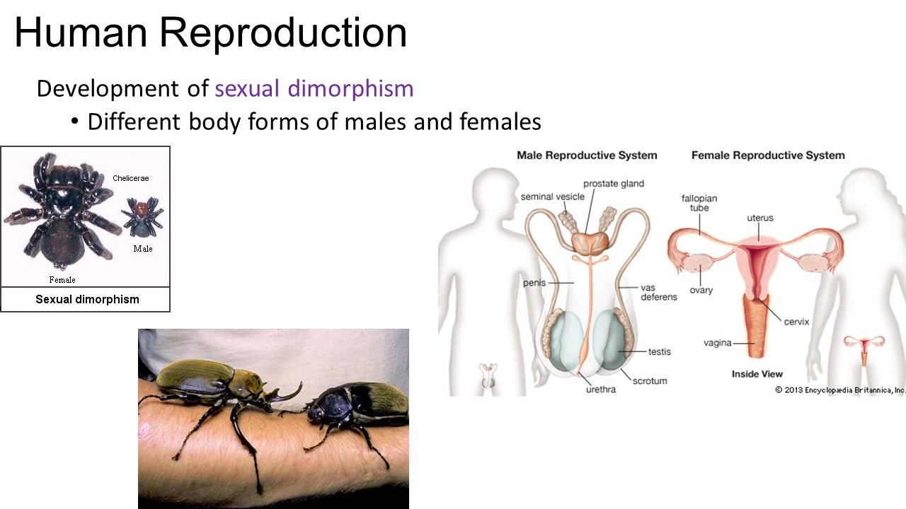 Male hormone in the female body Male hormone in the female body