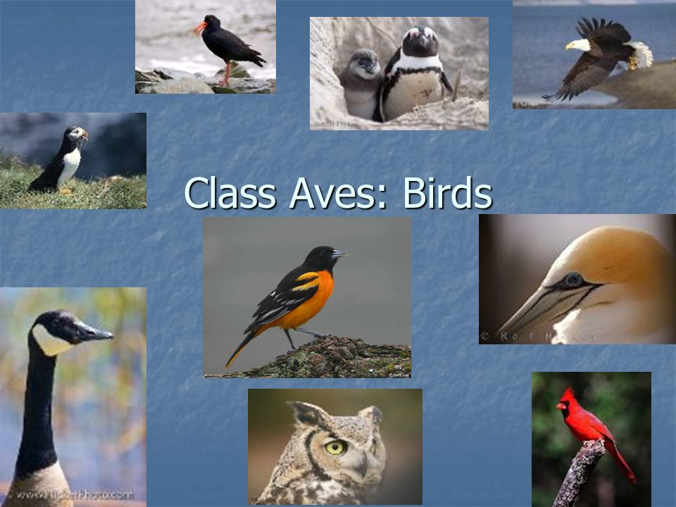 class aves birds characteristics of class aves adaptations for