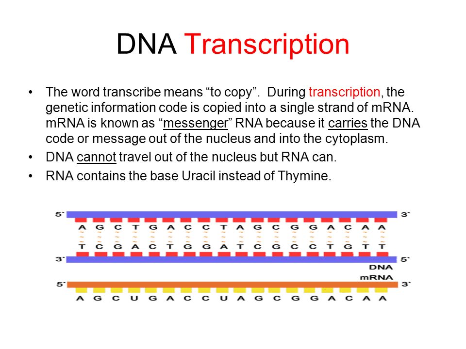 DNA Transcription. Transcription Genetics. DNA sequence. Transcription examples. Dna перевод