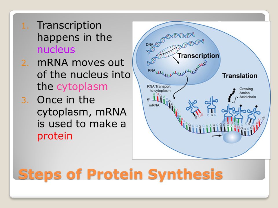  Protein Synthesis (Translation). Watch these animations and try to  explain what is going on. ◦Animation 1Animation 1 ◦Animation 2Animation ppt  download
