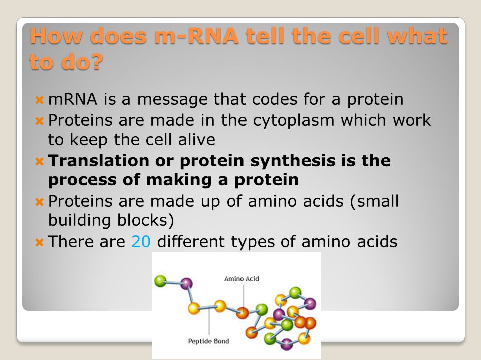  Protein Synthesis (Translation). Watch these animations and try to  explain what is going on. ◦Animation 1Animation 1 ◦Animation 2Animation ppt  download