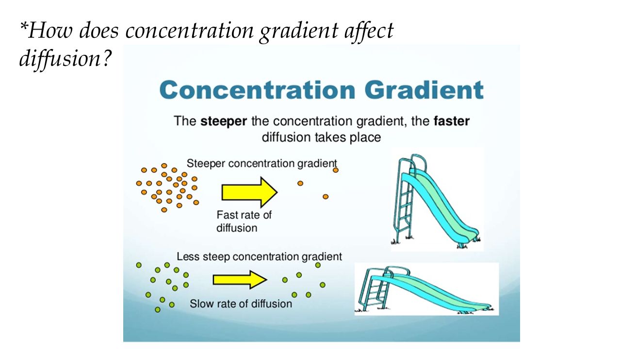 how does concentration gradient affect osmosis