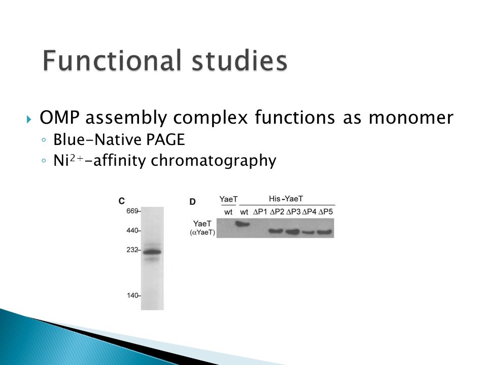  OMP assembly complex functions as monomer ◦ Blue-Native PAGE ◦ Ni 2+ -affinity chromatography