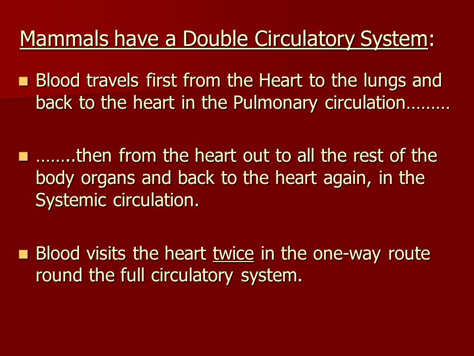 Mammals have a Double Circulatory System: Blood travels first from the Heart to the lungs and back to the heart in the Pulmonary circulation……… Blood travels first from the Heart to the lungs and back to the heart in the Pulmonary circulation……… ……..then from the heart out to all the rest of the body organs and back to the heart again, in the Systemic circulation.