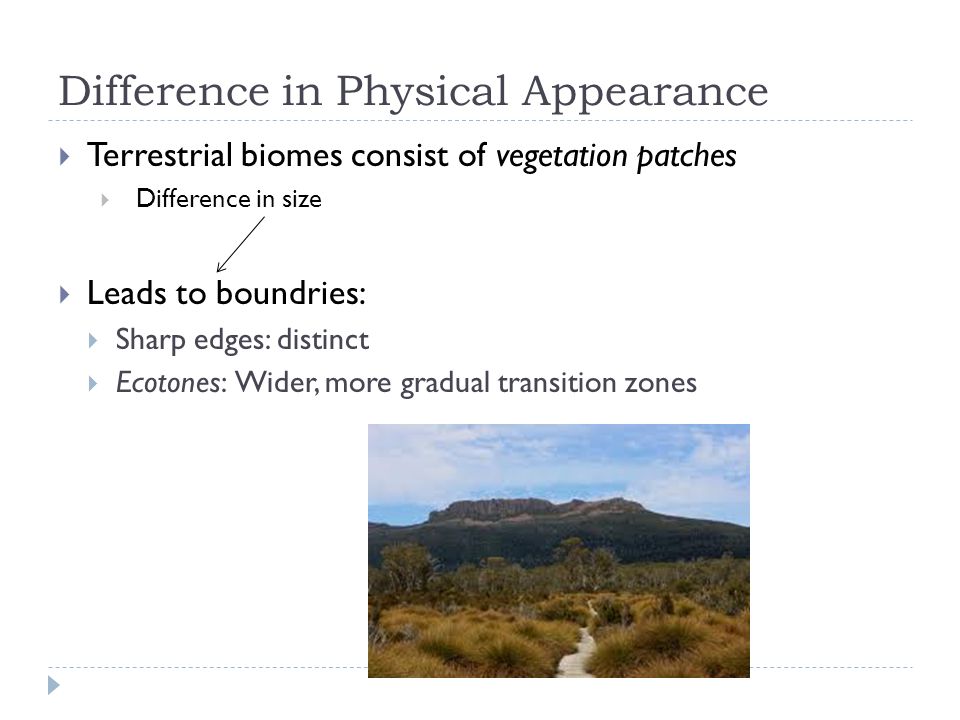 Difference in Physical Appearance  Terrestrial biomes consist of vegetation patches  Difference in size  Leads to boundries:  Sharp edges: distinct  Ecotones: Wider, more gradual transition zones