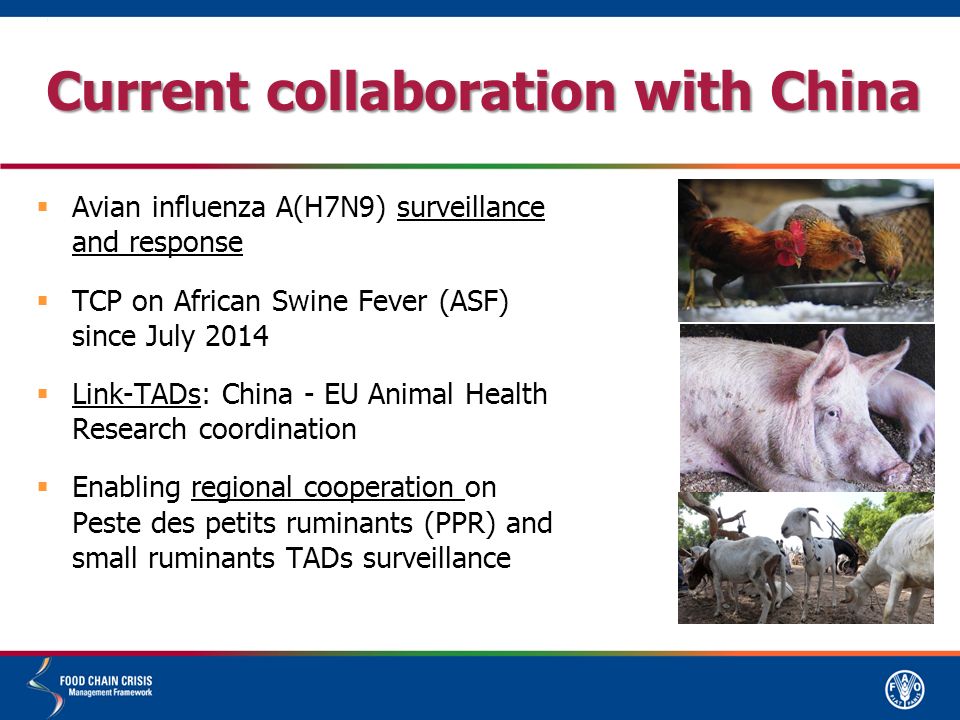 Current collaboration with China  Avian influenza A(H7N9) surveillance and response  TCP on African Swine Fever (ASF) since July 2014  Link-TADs: China - EU Animal Health Research coordination  Enabling regional cooperation on Peste des petits ruminants (PPR) and small ruminants TADs surveillance