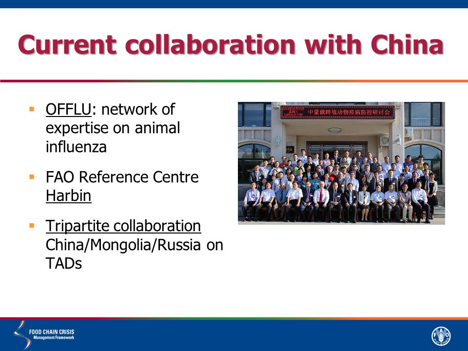 Current collaboration with China  OFFLU: network of expertise on animal influenza  FAO Reference Centre Harbin  Tripartite collaboration China/Mongolia/Russia on TADs