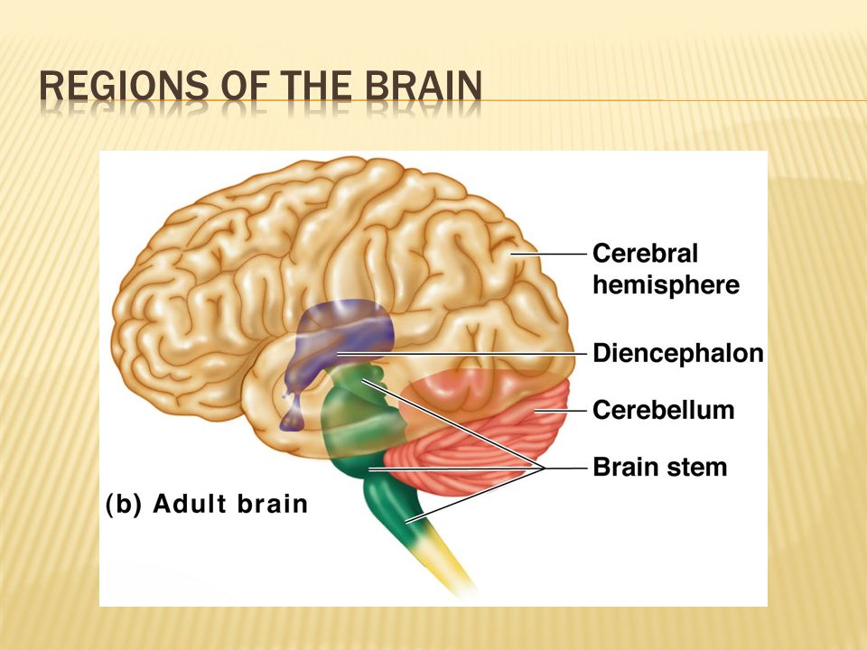 F brain. Brain structure and function. Brain Stem structure. Cerebrum structure. Diencephalon Parts.