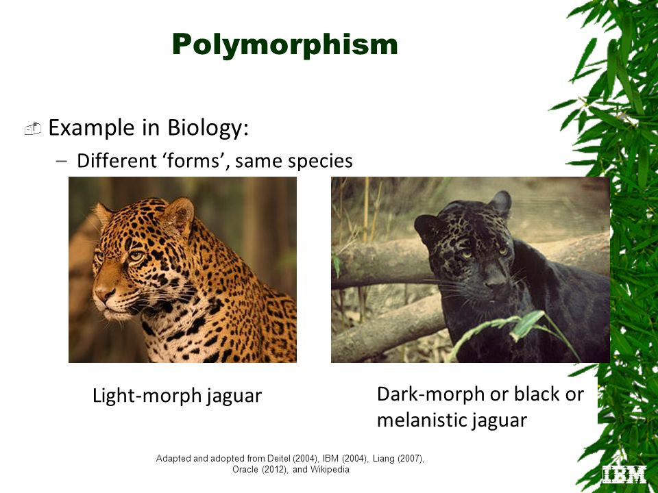 Polymorphism Introduction. Polymorphism  Example in Biology: –Different  'forms', same species Adapted and adopted from Deitel (2004), IBM (2004),  Liang. - ppt download