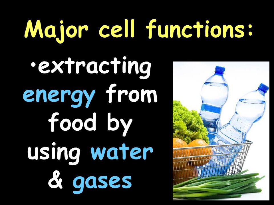 Major cell functions: extracting energy from food by using water & gases