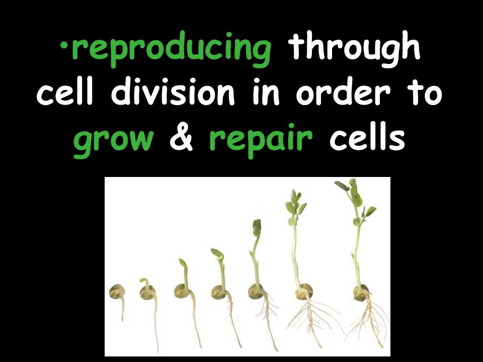 reproducing through cell division in order to grow & repair cells