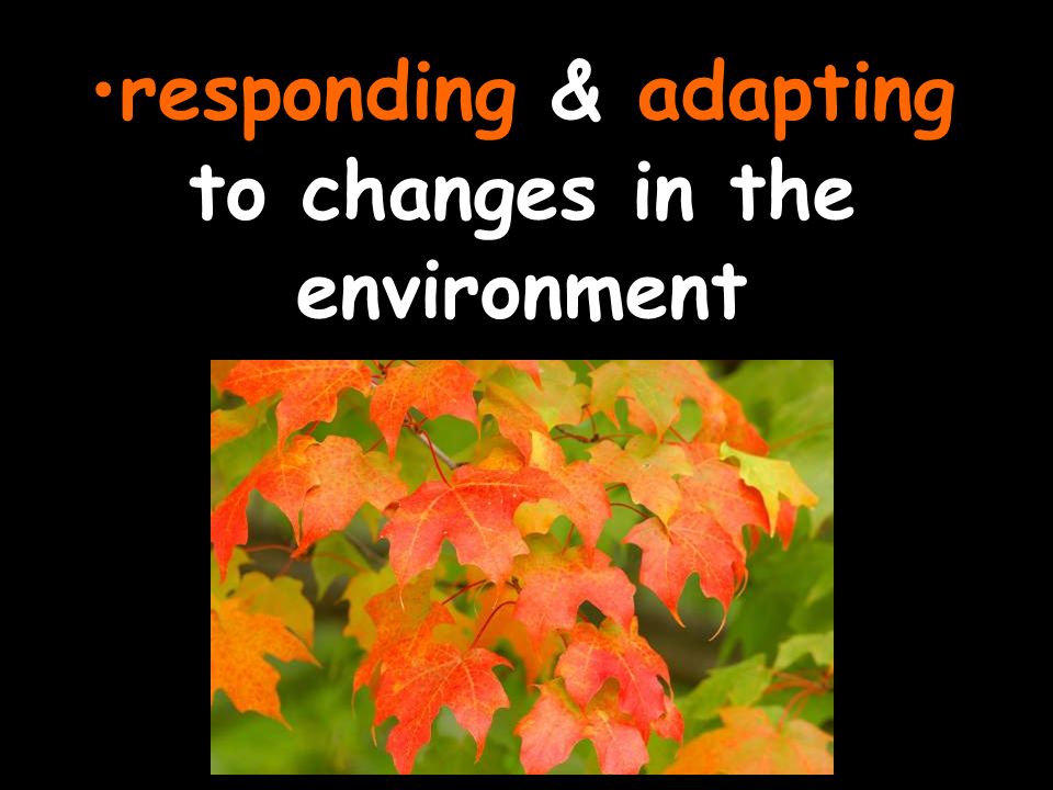responding & adapting to changes in the environment