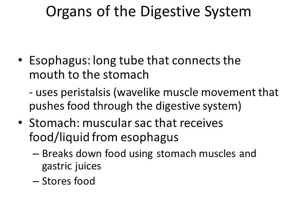 Esophagus: long tube that connects the mouth to the stomach - uses peristalsis (wavelike muscle movement that pushes food through the digestive system) Stomach: muscular sac that receives food/liquid from esophagus – Breaks down food using stomach muscles and gastric juices – Stores food Organs of the Digestive System