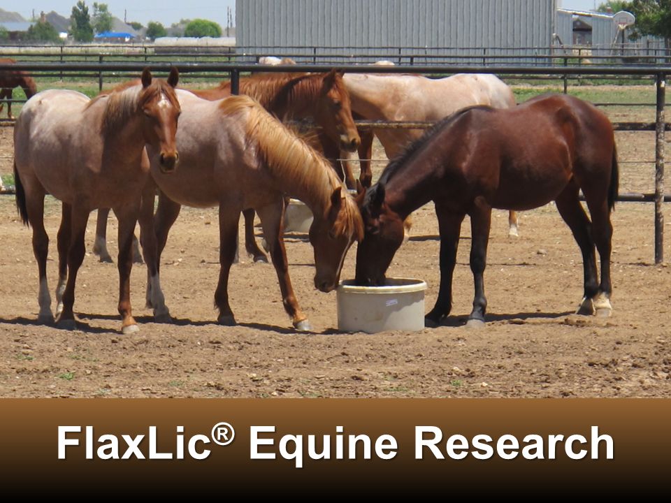 FlaxLic ® Equine Research. Dr. Gregg VeneklasenDr. Gregg Veneklasen Timber  Creek Veterinary Hospital, Canyon, TXTimber Creek Veterinary Hospital,  Canyon, - ppt download