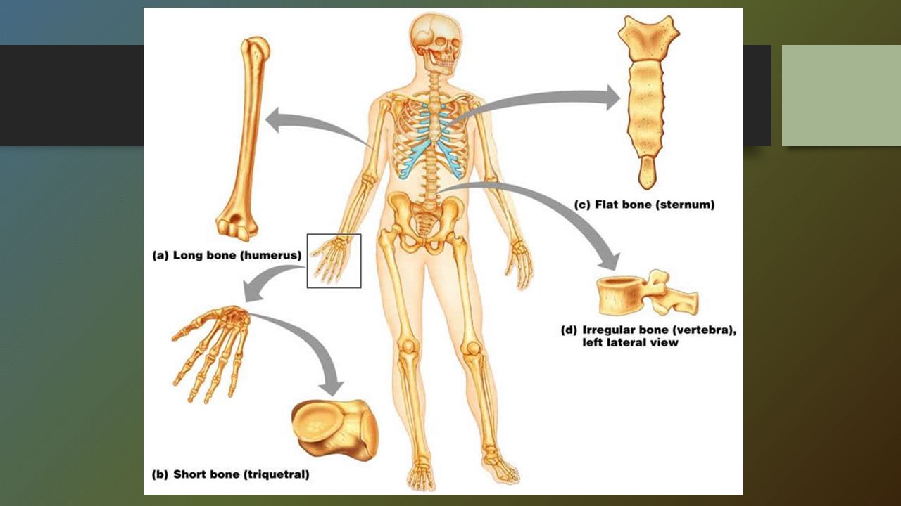 Bones system. Плоские кости. Sternum Bone. Костная система. Костная система модель реалистичная.