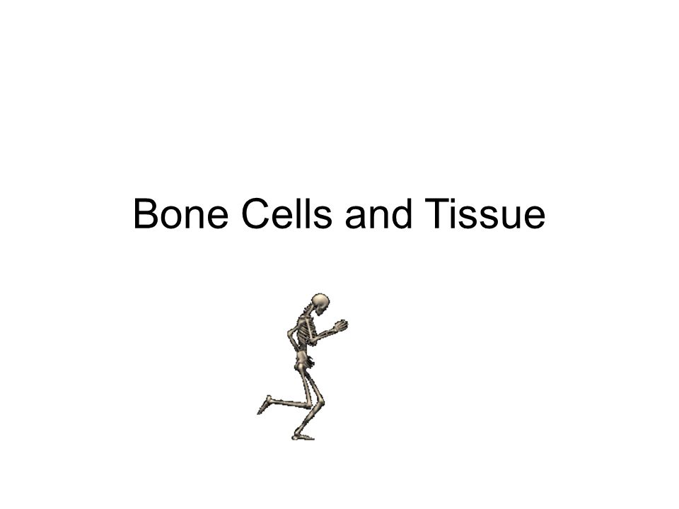 Bone Cells and Tissue