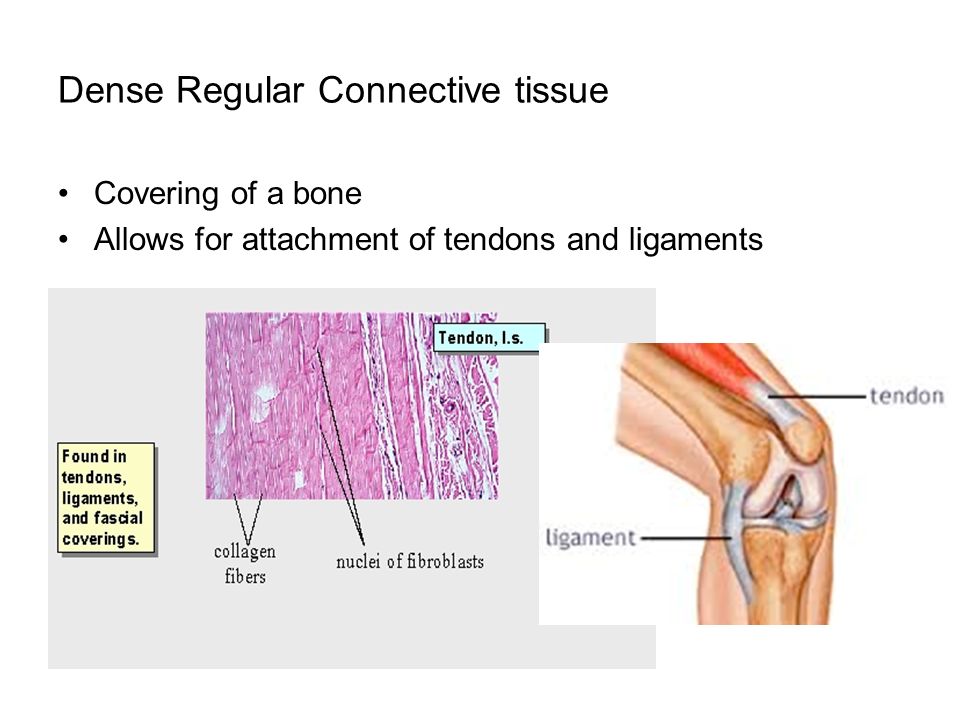 Dense Regular Connective tissue Covering of a bone Allows for attachment of tendons and ligaments