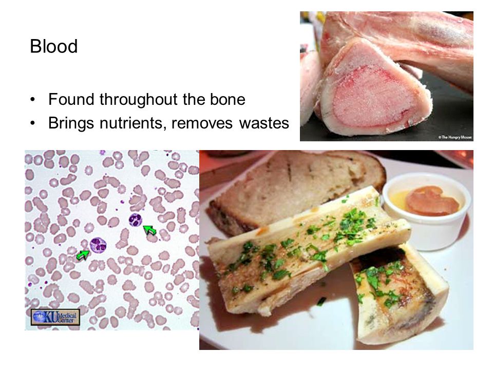Blood Found throughout the bone Brings nutrients, removes wastes