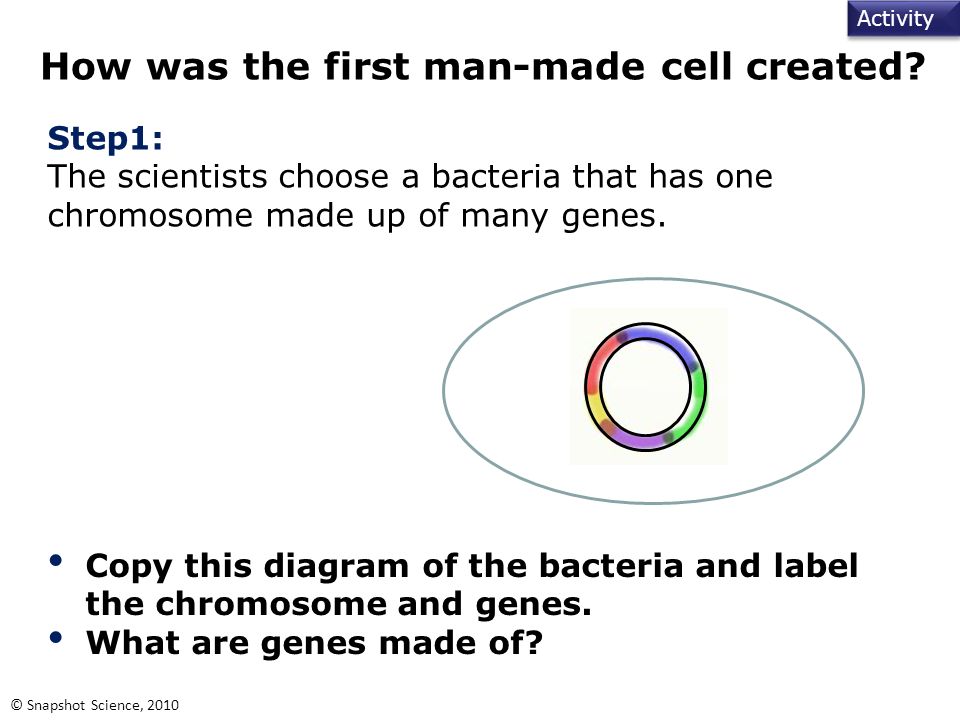 Activity © Snapshot Science, 2010 How was the first man-made cell created.