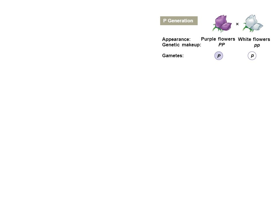 P Generation Appearance: Genetic makeup: Gametes: Purple flowers White flowers PP P pp p