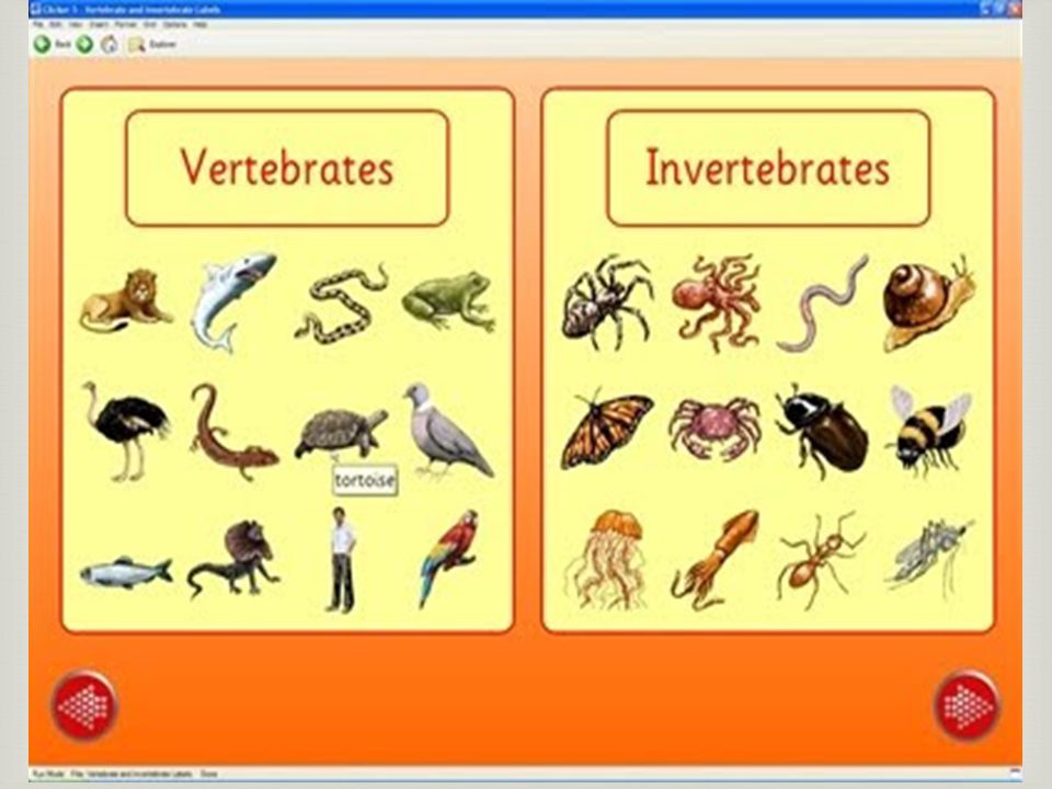 Vertebrate and invertebrates - ppt video online download
