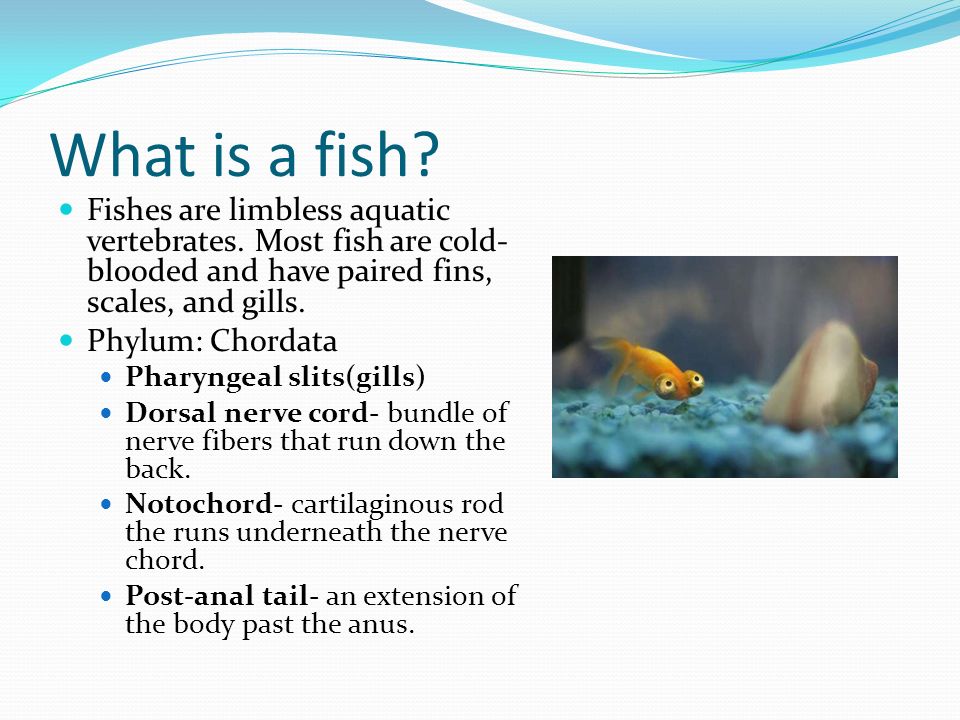 Daniel Lee. What is a fish? Fishes are limbless aquatic vertebrates. Most  fish are cold- blooded and have paired fins, scales, and gills. Phylum:  Chordata. - ppt download