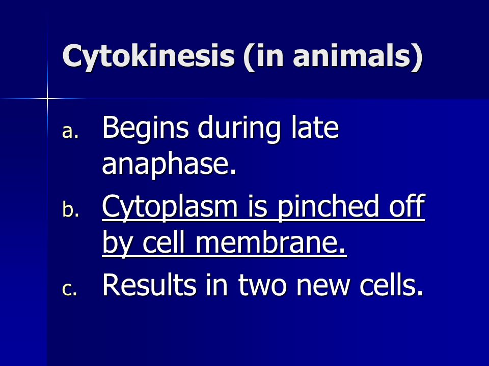 Cytokinesis (in animals) a. Begins during late anaphase.