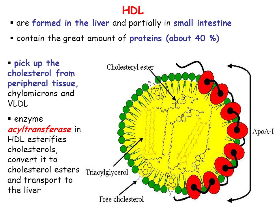 HDL  are formed in the liver and partially in small intestine  contain the great amount of proteins (about 40 %)  pick up the cholesterol from peripheral tissue, chylomicrons and VLDL  enzyme acyltransferase in HDL esterifies cholesterols, convert it to cholesterol esters and transport to the liver