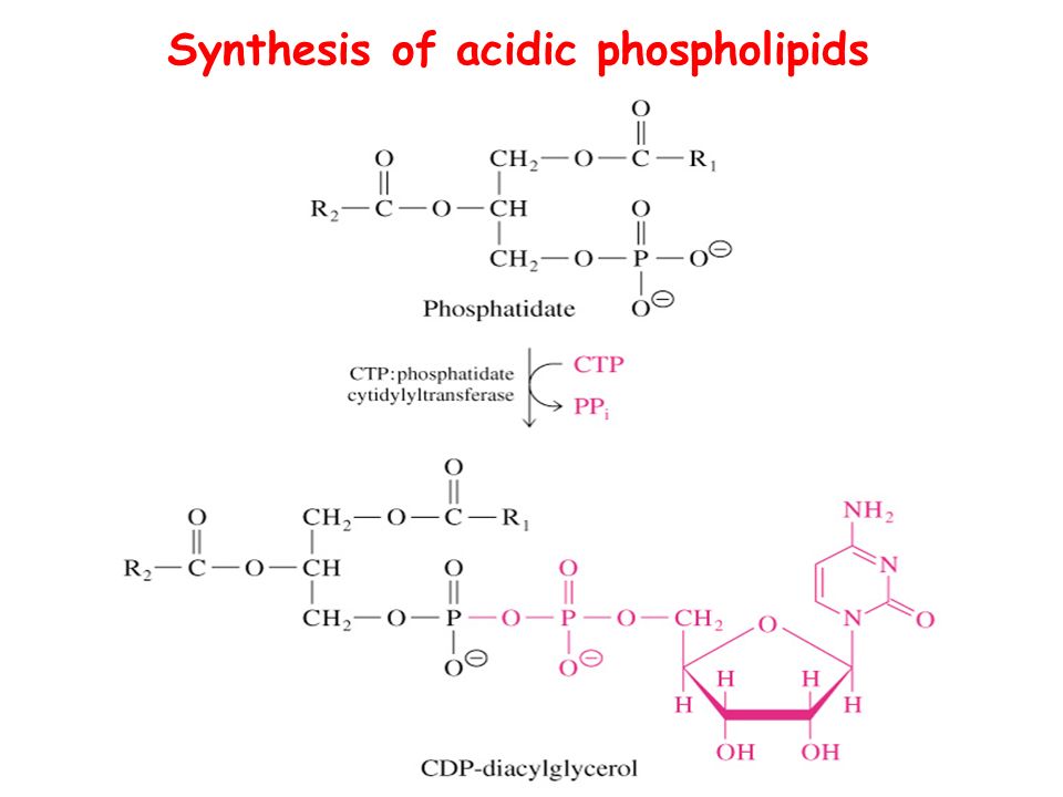 Synthesis of acidic phospholipids