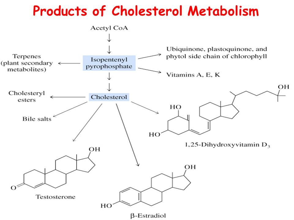 Products of Cholesterol Metabolism