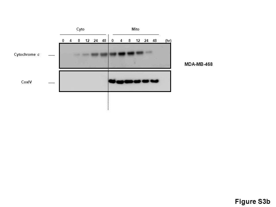 (hr) MitoCyto MDA-MB-468 Figure S3b Cytochrome c CoxIV