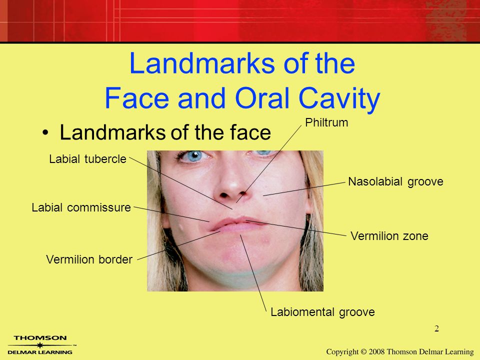 7 Head and Neck Anatomy. 2 Landmarks of the Face and Oral Cavity Landmarks  of the face Labial tubercle Labial commissure Vermilion border Labiomental.  - ppt download