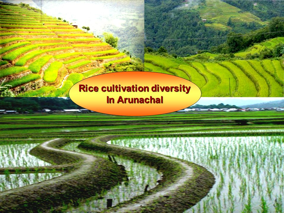 Unlocking Opportunities For Arunachal’’s Rice Security A Presentation 