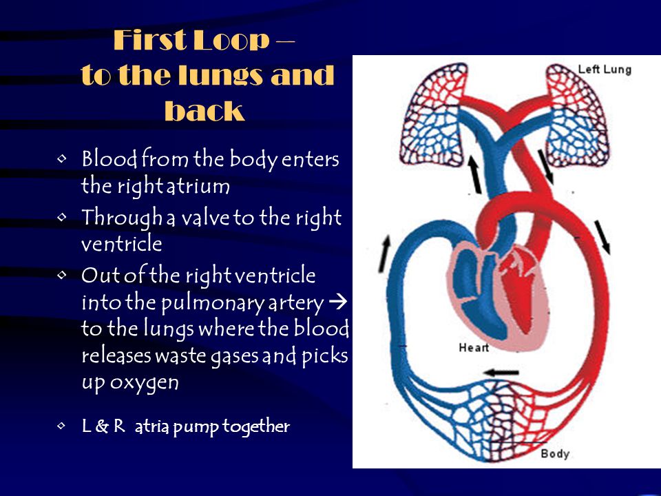 Two Loops In one loop – blood travels from the heart to the lungs and back to the heart.