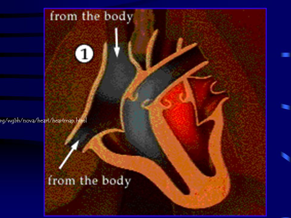 Second Loop- to the body and back The newly oxygen-rich blood (shown in red) returns to the heart and enters the left atrium Through a valve into the left ventricle The left ventricle contracts, pushing the blood into the aorta  eventually to all parts of the body L &R ventricles pump together