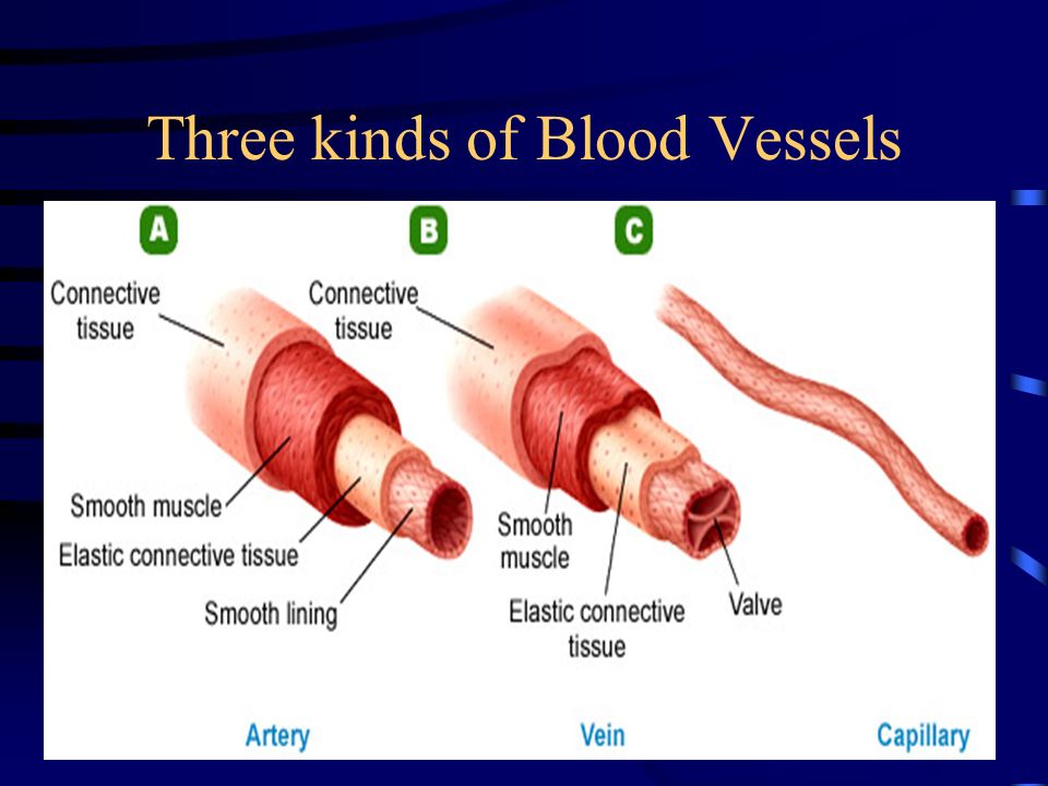 Components of Blood Plasma: the liquid part of the blood.
