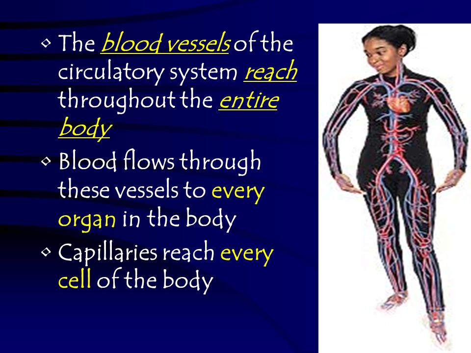 Components: –Heart – cardiac muscle, involuntary –blood vessels – lined w/smooth muscles –Blood – is a tissue AKA (also known as) - Cardiovascular System –Cardio – means heart –Vascular – means blood vessels