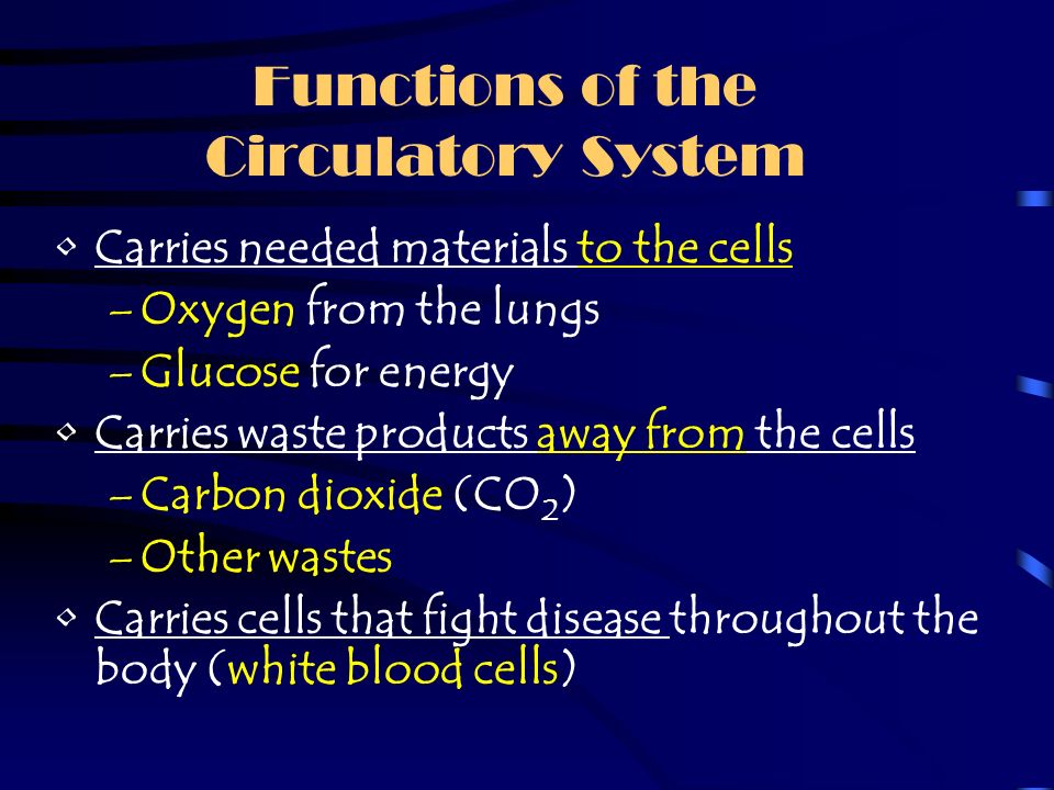The blood vessels of the circulatory system reach throughout the entire body Blood flows through these vessels to every organ in the body Capillaries reach every cell of the body