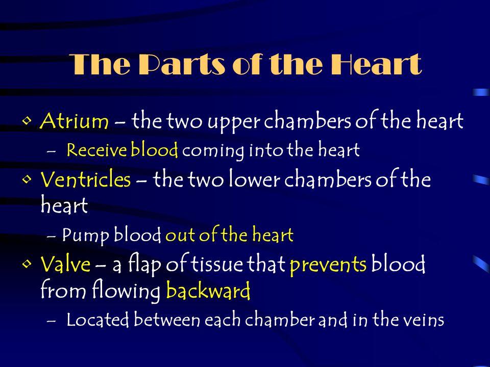 The Heart The heart is made up of four chambers (sections) Split into left and right side by a muscular wall (septum) The heart works with the lungs to provide oxygen to the body