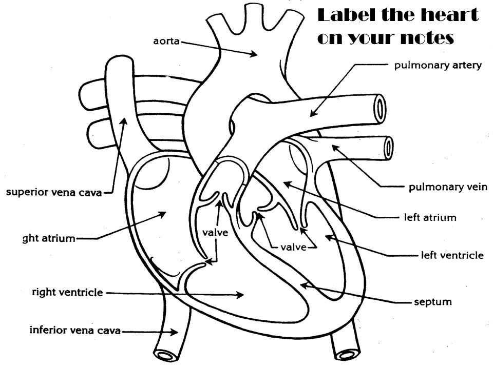 The Parts of the Heart Atrium – the two upper chambers of the heart – Receive blood coming into the heart Ventricles – the two lower chambers of the heart –Pump blood out of the heart Valve – a flap of tissue that prevents blood from flowing backward – Located between each chamber and in the veins