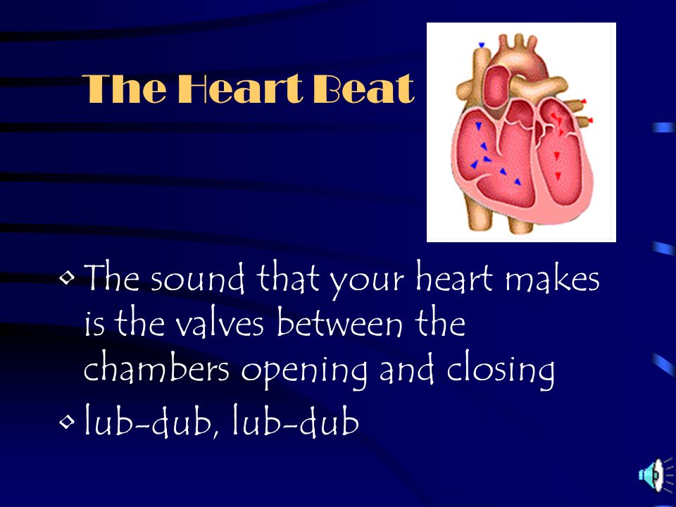 How the Heart Works The heart muscle relaxes and the atrium fill with blood The atrium contract, pushing blood into the ventricles The ventricles contract to pump the blood out of the heart and into the arteries