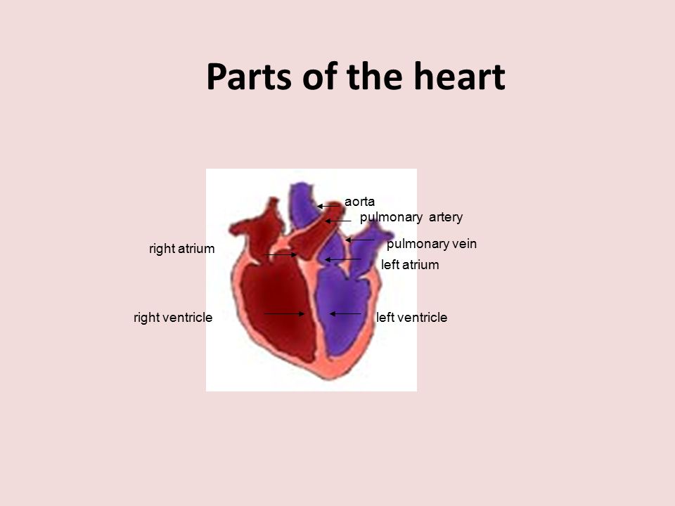Parts of the heart aorta pulmonary artery pulmonary vein left atrium left ventricle right atrium right ventricle