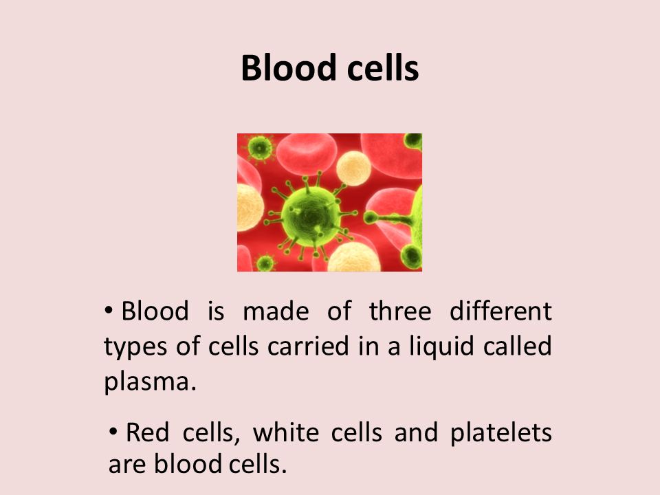 Blood is made of three different types of cells carried in a liquid called plasma.