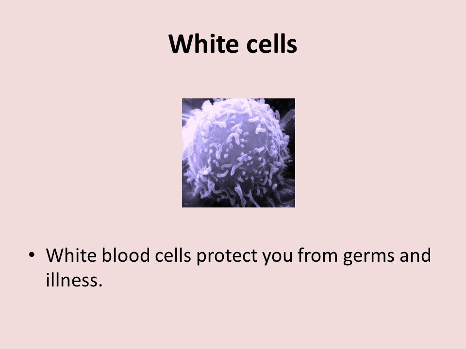 White cells White blood cells protect you from germs and illness.