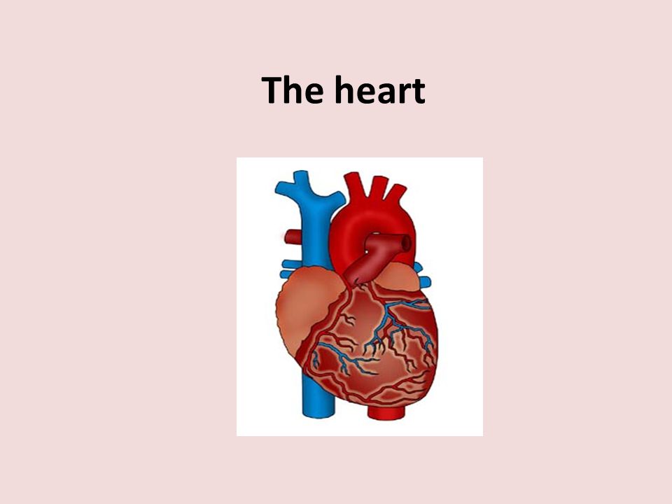 The heart