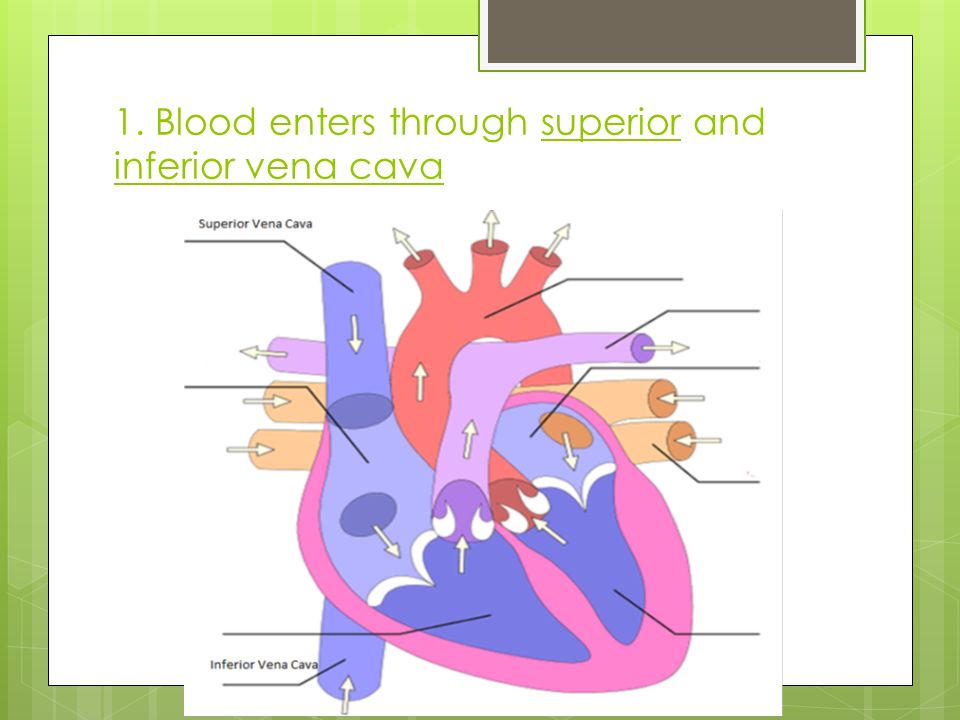 1. Blood enters through superior and inferior vena cava